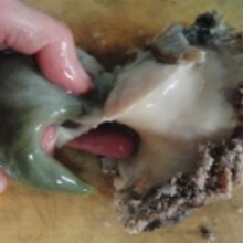 やってみないか 鮑の刺身 レシピ 作り方 By あとぶー 楽天レシピ やってみないか 鮑の刺身 レシピ 作り方 By あとぶー 楽天レシピ